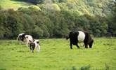 The owners' rare breed cattle are nearby - just look at the gorgeous calf! - Thumbnail Image