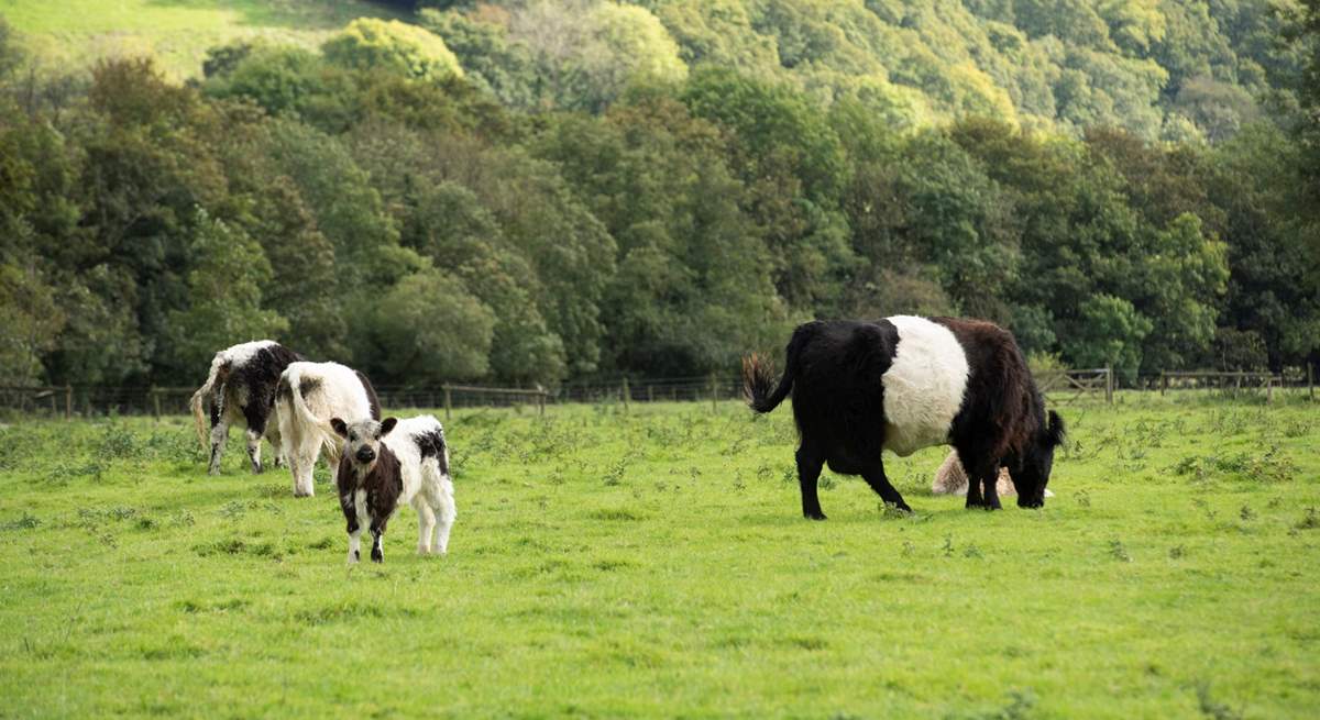 The owners' rare breed cattle are nearby - just look at the gorgeous calf!