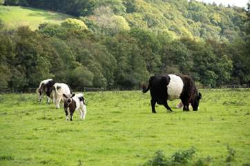 The owners' rare breed cattle are nearby - just look at the gorgeous calf!