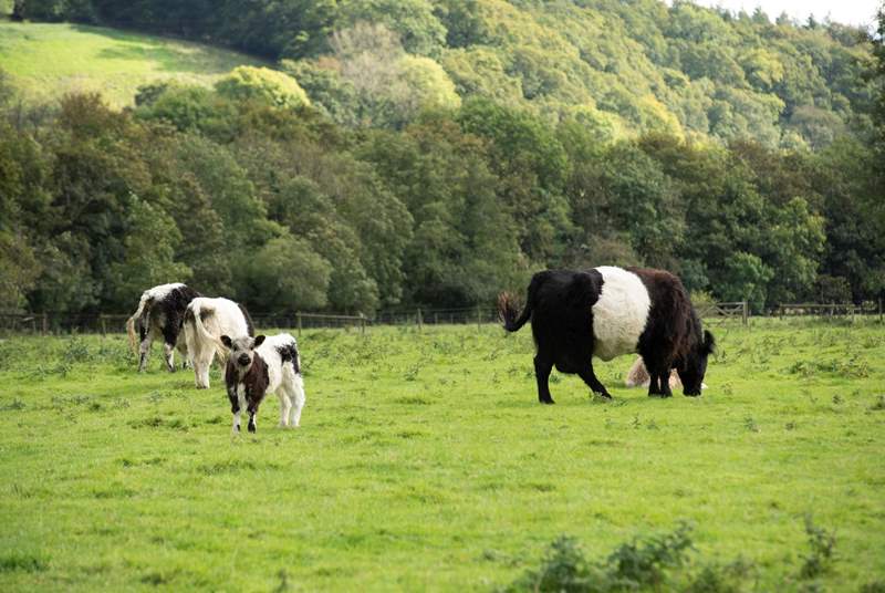 The owners' rare breed cattle are nearby - just look at the gorgeous calf!