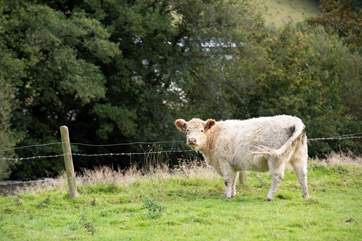 One of your neighbours!
