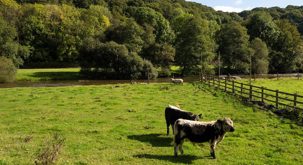 This traditional smallholding has earned conservation awards from Natural England and offers a wonderful opportunity to feel part of a sustainable and environmentally friendly way of living. 