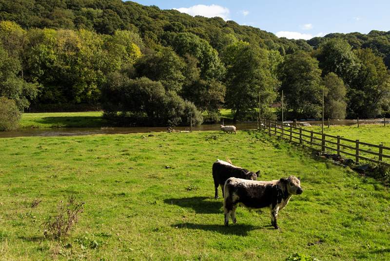 This traditional smallholding has earned conservation awards from Natural England and offers a wonderful opportunity to feel part of a sustainable and environmentally friendly way of living. 