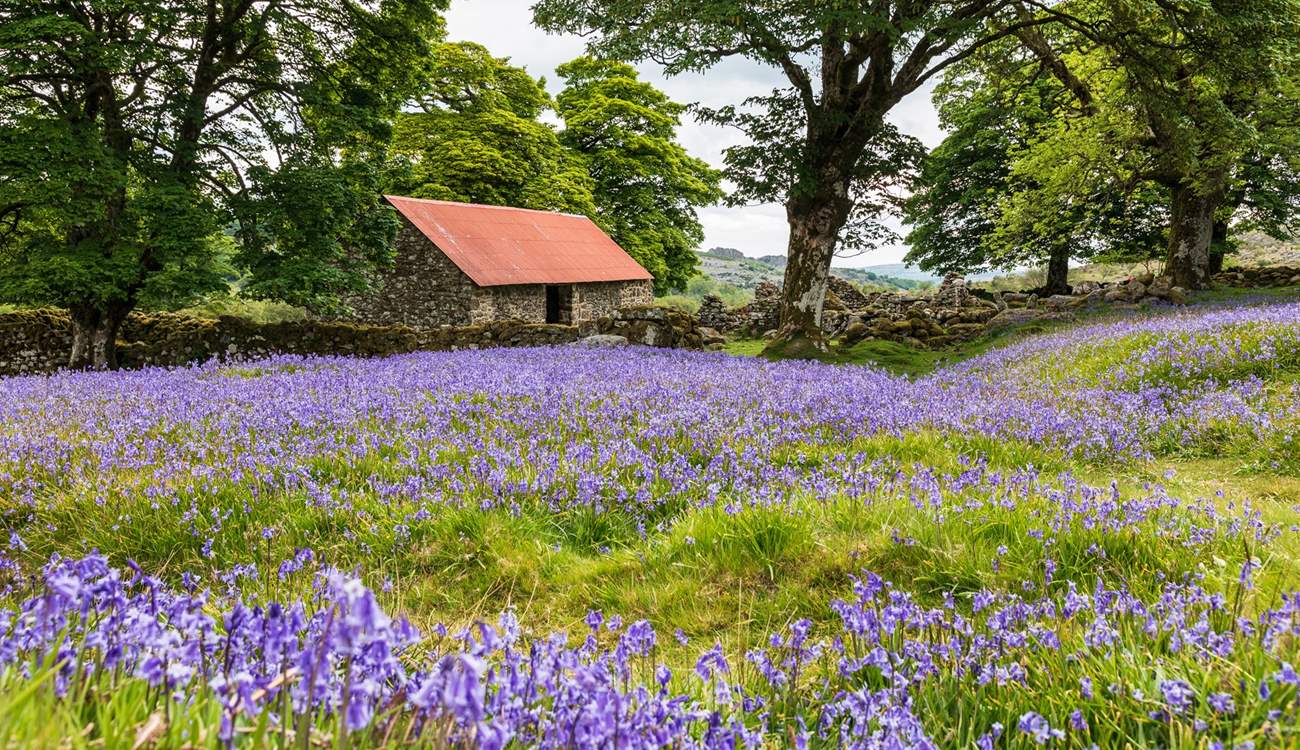 Dartmoor is waiting to be explored either by bike or on foot.
