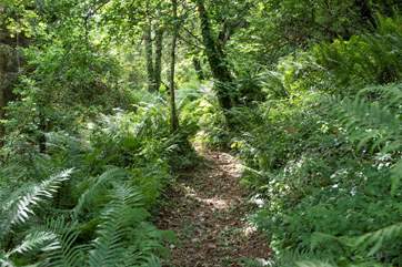 A path down the valley, through the woodland garden with cleared, gently sloping paths.