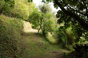 There are so many paths to explore - the left takes you through the 'badger trail' (please take care with your footing).
