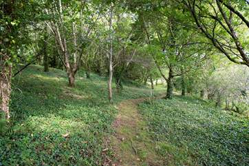 The space between the manicured gardens and woodland, leading to the 'badger trail' - this is carpeted with bluebells in-season.