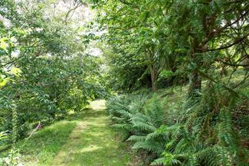 There are lots of rare plants and unusual species throughout the mature gardens which the owner has sourced and grown herself - here you can see some Monkey Puzzle tree branches on the right-hand side.