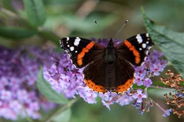 What kinds of wildlife will you spot?