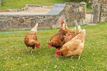 You might catch the owner feeding her hens - they are very friendly.
