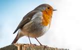 Primrose Cottage has it's own resident robin who likes to visit. Be sure to say hello, he is very friendly.  - Thumbnail Image