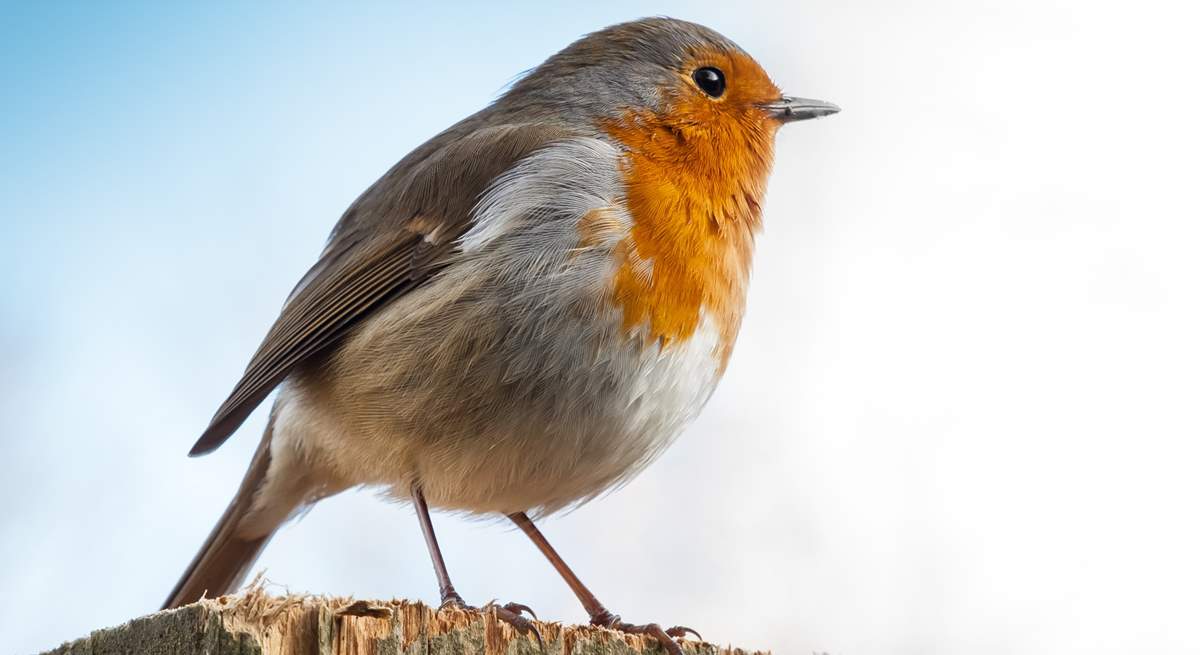 Primrose Cottage has it's own resident robin who likes to visit. Be sure to say hello, he is very friendly. 