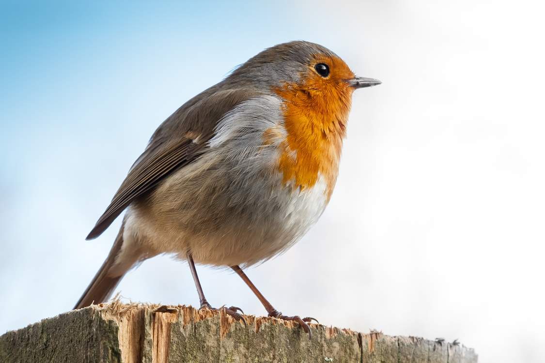 Primrose Cottage has it's own resident robin who likes to visit. Be sure to say hello, he is very friendly.