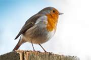 Primrose Cottage has it's own resident robin who likes to visit. Be sure to say hello, he is very friendly.