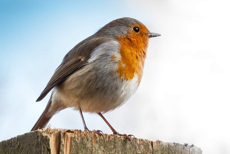 Primrose Cottage has it's own resident robin who likes to visit. Be sure to say hello, he is very friendly. 