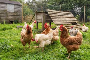 The owners' chickens are great fun to watch.