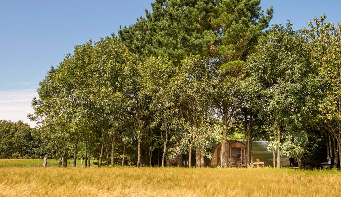 Nestled amongst the trees.