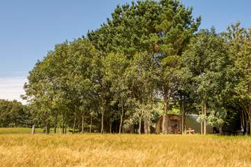 Nestled amongst the trees.