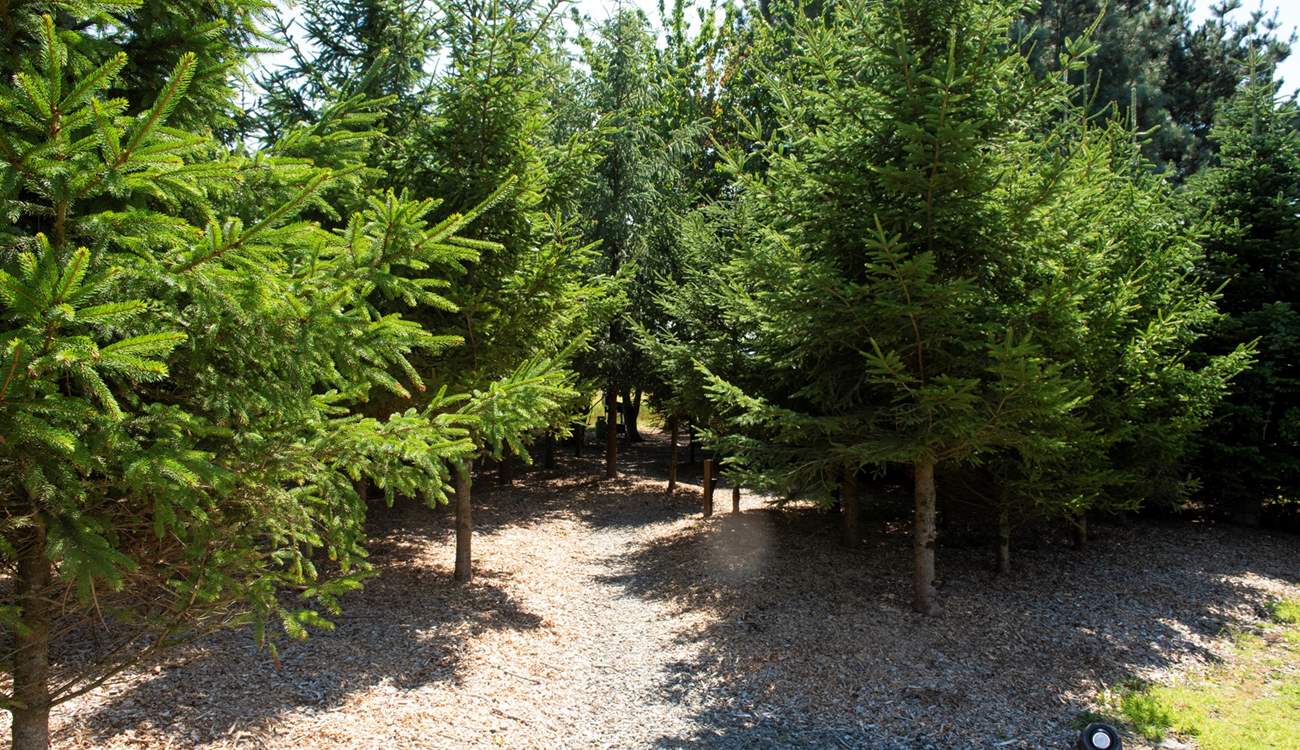 The adventure begins...park up and follow the path through the trees.