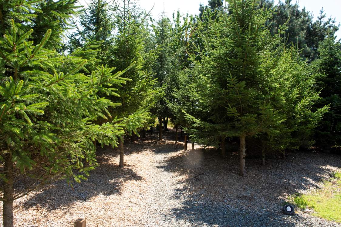 The adventure begins...park up and follow the path through the trees.