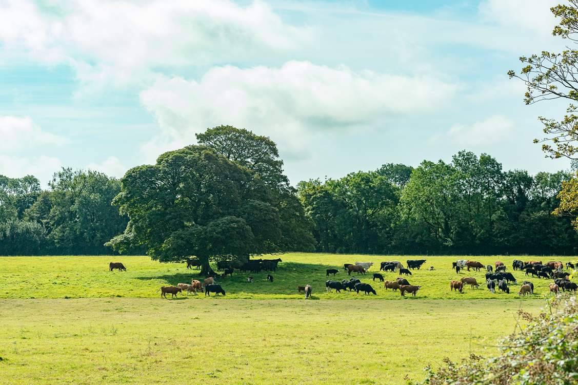 This property is in a lovely rural setting surrounded by the land that belongs to the family farm.