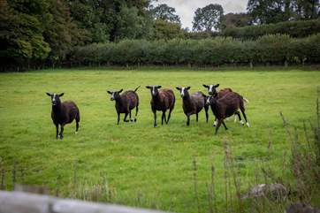 Just a few of your friendly neighbours.