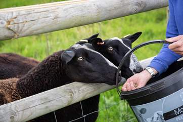 Here are just a few of your very friendly neighbours.
