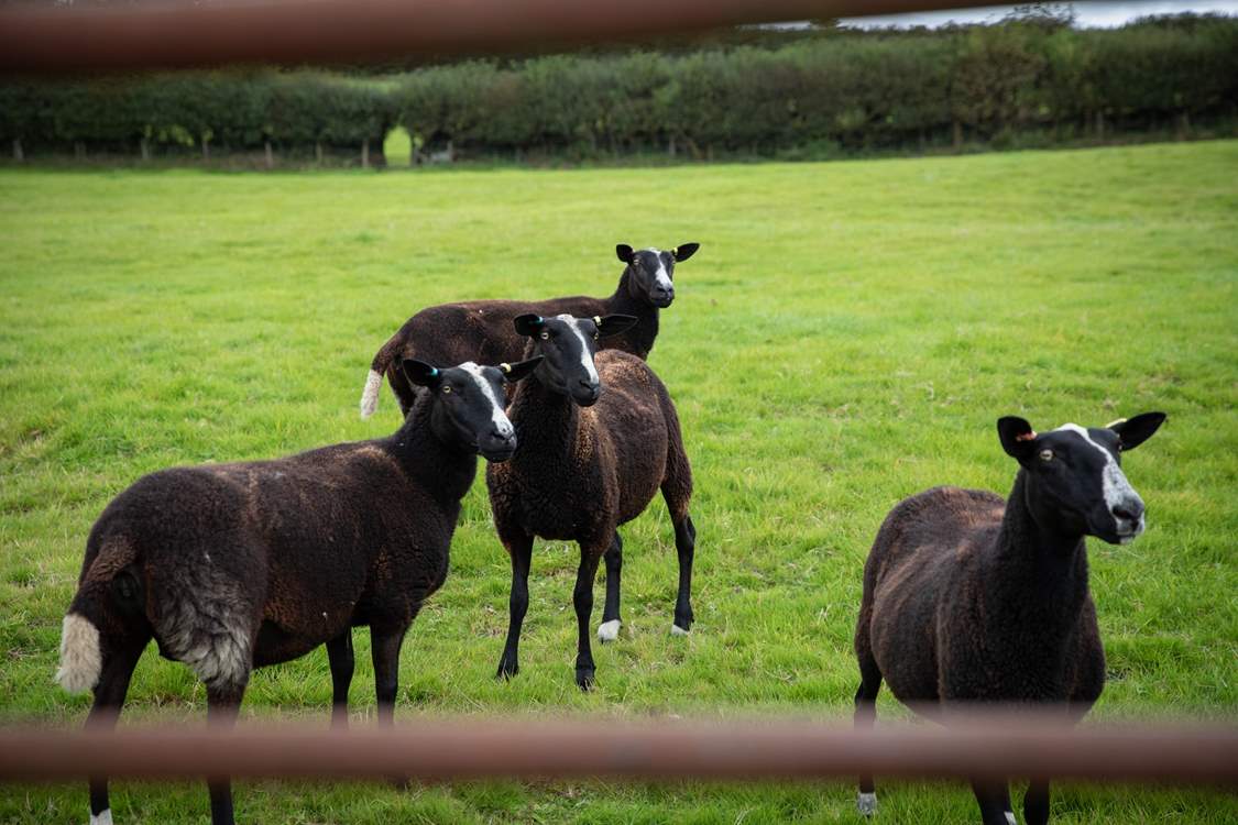 More of your nosey neighbours.