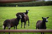 More of your nosey neighbours.