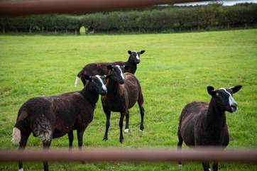 More of your nosey neighbours.