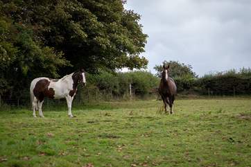 The locals are both stunning and rather large!