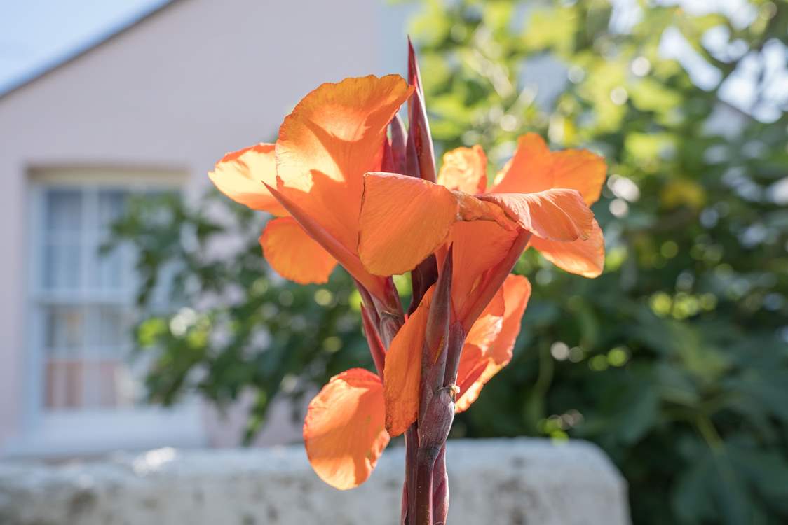Exotic plants are abundant in the garden.