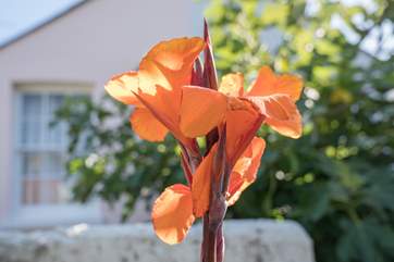 Exotic plants are abundant in the garden.