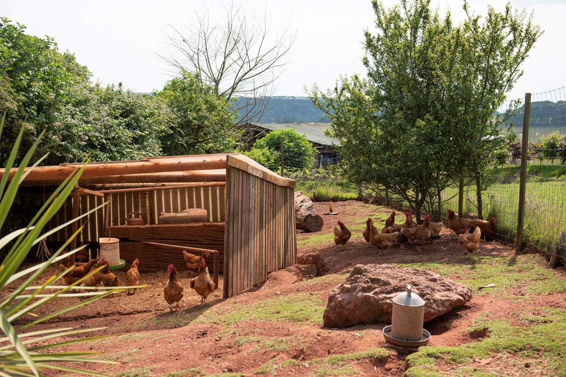 The owners keep chickens on-site.
