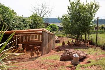 The owners keep chickens on-site.