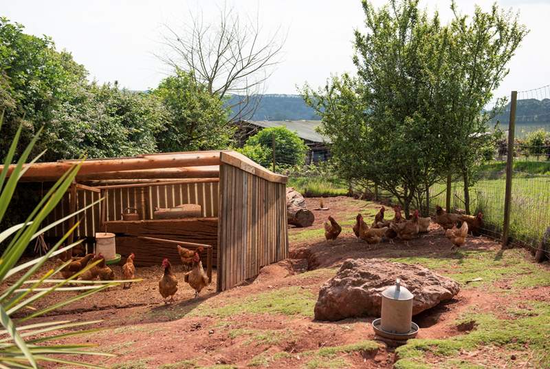 The owners keep chickens on-site. 