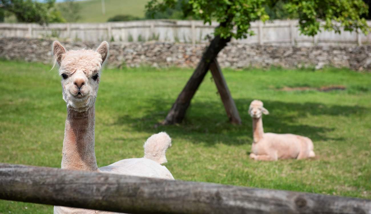 As well as alpacas. 