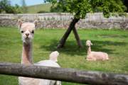 As well as alpacas.