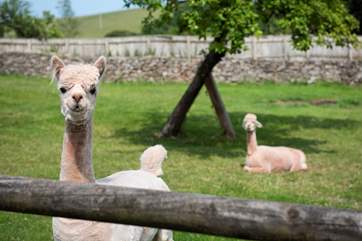 As well as alpacas.