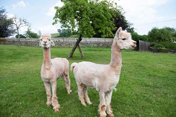 They are very cute!