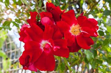 The garden is full of seasonal colour.