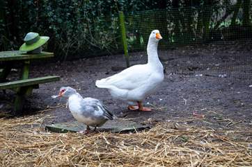 Some of the resident ducks.