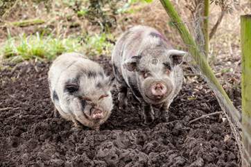 Come and say hello to the little pigs.
