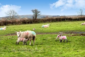 In the spring you can watch the lambs playing in the fields