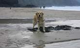 Trevaunance Cove is dog-friendly all year. - Thumbnail Image