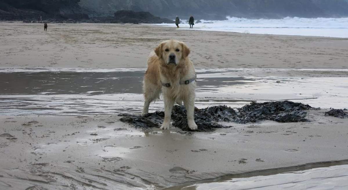 Trevaunance Cove is dog-friendly all year.