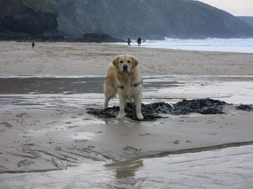 Trevaunance Cove is dog-friendly all year.