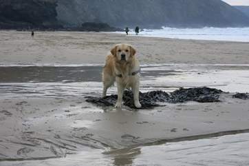 Trevaunance Cove is dog-friendly all year.
