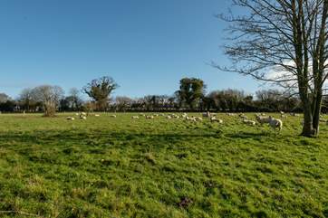 The fields around the farmstead will sometimes have livestock in residence. This is a great setting for children and adults alike.