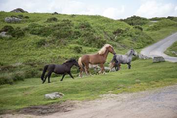 Just a few of your friendly neighbours.